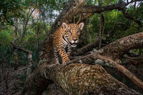 El reino menguante del jaguar