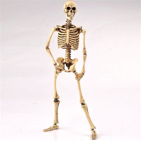 1/6 Scale COOMODEL Toys COO Skeleton Body 2.0 Movable hobbies 12" Action Figure | Toys & Hob ...