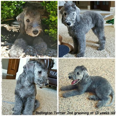 Blue Bedlington Terrier Puppy | 13 Weeks Old