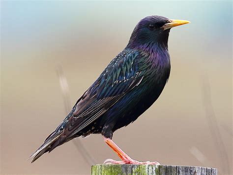 European Starling | Celebrate Urban Birds