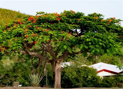 Did You Know Flamboyant Trees Are Originally From Madagascar? | St. Thomas Source