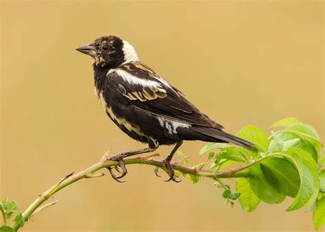 Bobolink by Peter Brannon on 500px | Beautiful birds, Birds, Bird