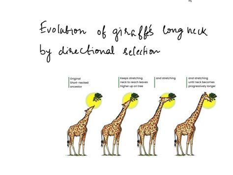 SOLVED: Explain the evolution of the giraffe's long neck by directional ...