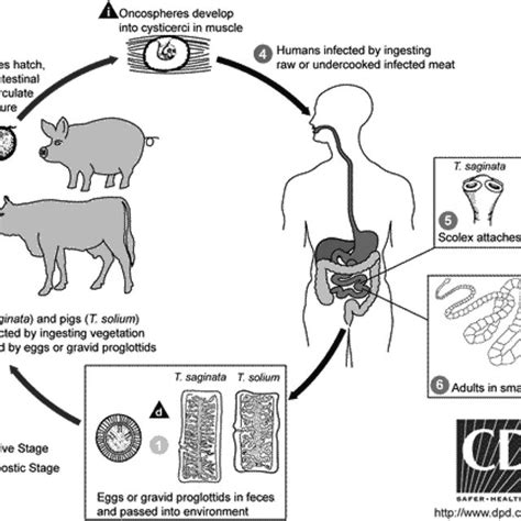 Life cycle of Taenia solium. From Centers for Disease Control and in ...