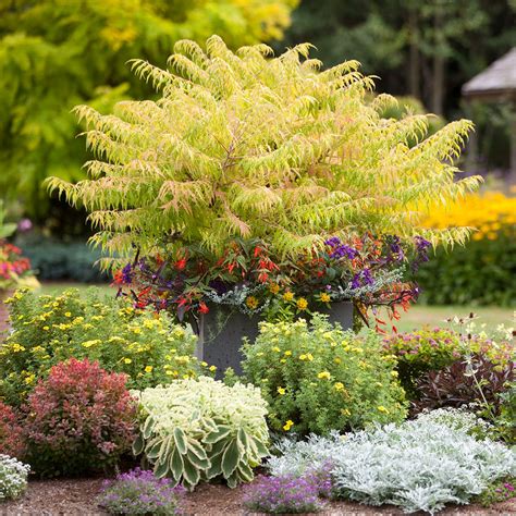 21 Best Shrubs for Shade That Thrive Without Much Sun