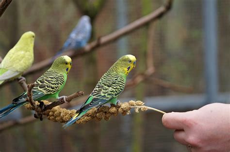 Budgie Bird Parakeet · Free photo on Pixabay