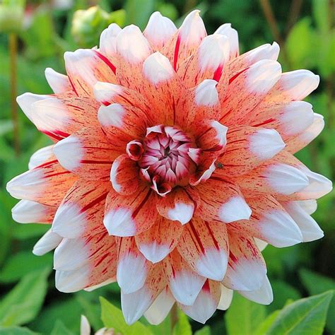 Red Dahlia Bulbs For Sale | Dahlia Striped Duet - Sells Quick! – Easy To Grow Bulbs