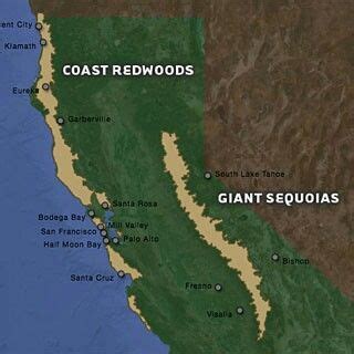 Sequoia Trees In California Map