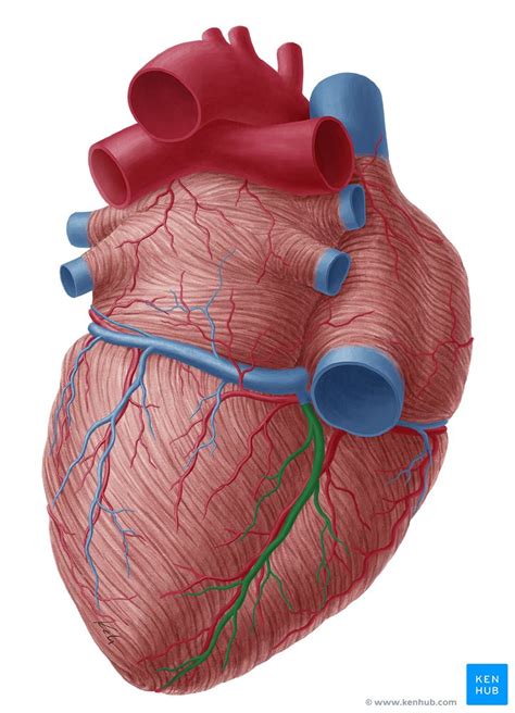 Coronary Sinus Anatomy Tributaries Drainage Kenhub | Porn Sex Picture