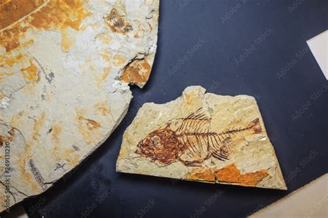 Bangkok-Thailand, July 15, 2017: The fossil of a prehistoric fish ...