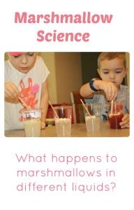 Marshmallow Science Experiment for Preschool and Kindergarten