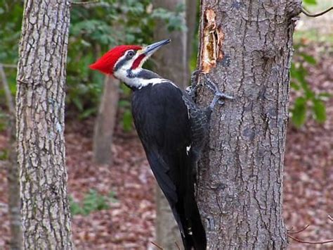 صورة لأحد أنواع نقار الخشب | Woodpecker, Birds, Backyard birds