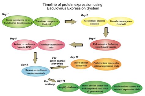 Recombinant Protein Expression in Insect Cells Using the Baculovirus Expression System - Profacgen