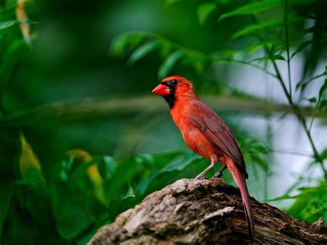 Wallpaper Red feathers of birds 2560x1600 HD Picture, Image