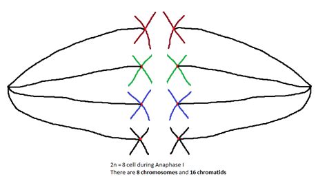 Chromosome and Chromatid Numbers during Mitosis and Meiosis | DAT Bootcamp