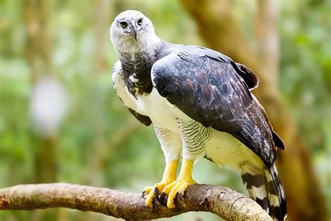 Harpy Eagle Talons: Everything You Need to Know