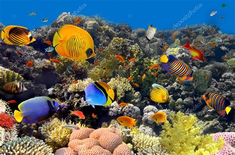 Coral and fish Stock Photo by ©Vlad61 6522677