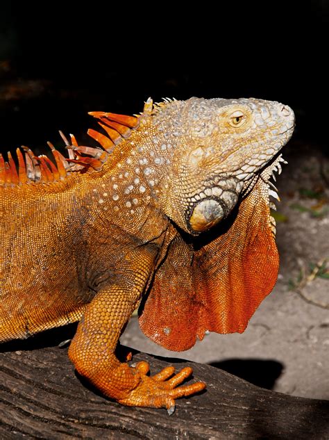 Orange Iguana | Iguana, Green iguana, Animals