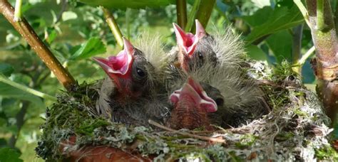 How to protect bird nests: if you love them, leave them alone ...