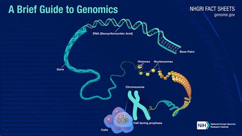 What Is the Human Genome Project? - StoryMD