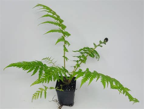 Cyathea australis (Australian Tree Fern)-F-CAS