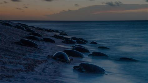 Protecting vulnerable species - Great Barrier Reef Foundation