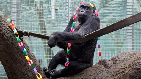 Oldest living gorilla has a new great-grandbaby, JJ - 6abc Philadelphia