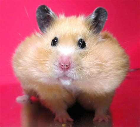 Hamster with Chubby Cheeks | Pet Love | Pinterest