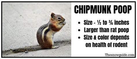 What Does Chipmunk Poop Look Like? {How To Identify With Pictures }