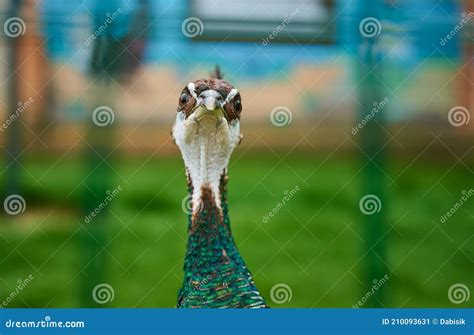 Peacock Portrait Closeup. Head of Peacock Outdoors Stock Image - Image ...