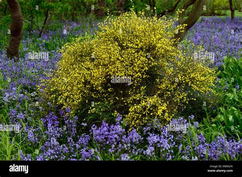 cytisus scoparius yellow flowers flowering bluebells spring display ...