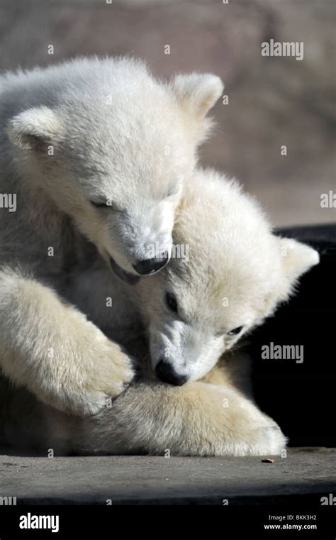 Two little polar bear cubs playing Stock Photo - Alamy