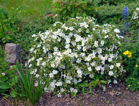 Potentilla varieties: 15 pretty types to take your pick from | Gardeningetc