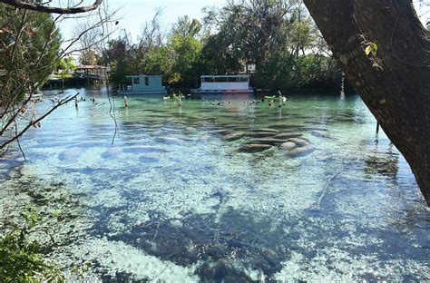 Snorkeling With The Manatees Photograph by Aimee L Maher ALM GALLERY - Fine Art America