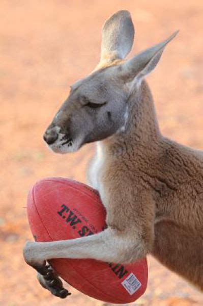 Meet Beemer, A Pet Kangaroo From Australia - Barnorama