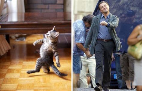 Cats Imitating People And They Are Damn Good at it