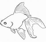 Rainbow Trout Coloring Page At GetColoringscom  Free Printable sketch template