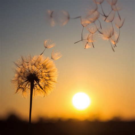 4,500+ Dandelion Blowing Sunset Stock Photos, Pictures & Royalty-Free ...