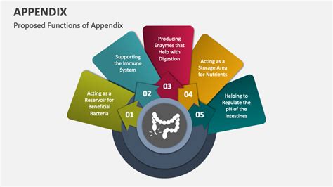 Appendix PowerPoint and Google Slides Template - PPT Slides