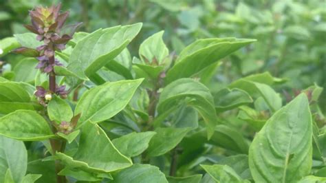 The King of Herbs: Growing Basil | Southern Exposure Seed Exchange