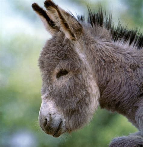 Livestock farming - Donkeys, Mules, Breeding | Britannica