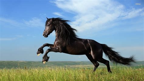 Running Horses Wallpaper (63+ images)