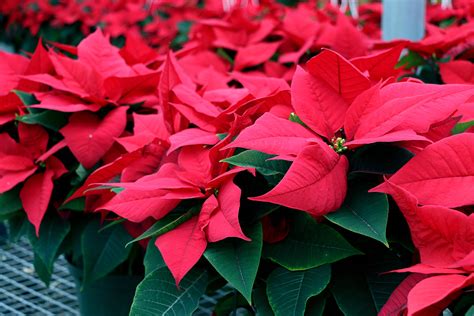 Reblooming Holiday Poinsettias - Bengert Greenhouses