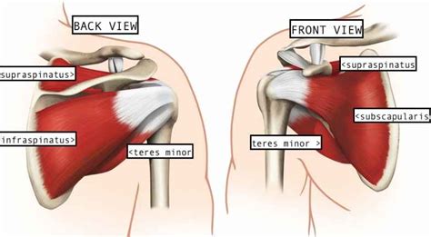 Rotator Cuff Muscles - Shoulder Stabilizers • Bodybuilding Wizard