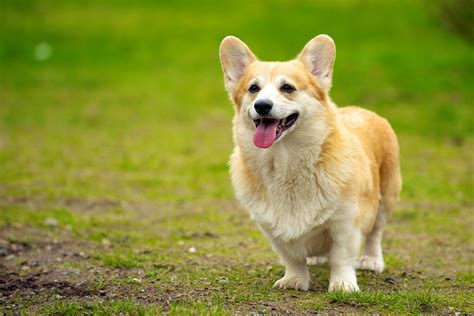 Corgi Puppies 118 | Daniel Stockman | Flickr