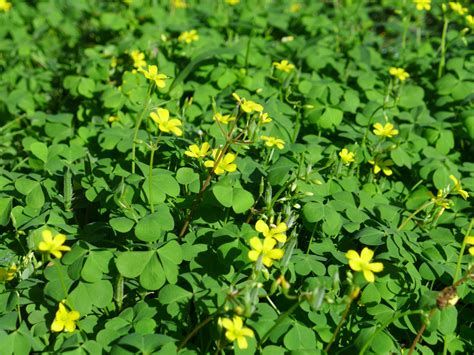 Creeping woodsorrel - Florida Wildflower Foundation