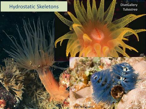 PPT - Lecture 6 Fluid as skeleton: hydrostatic, hydraulic skeletons and ...