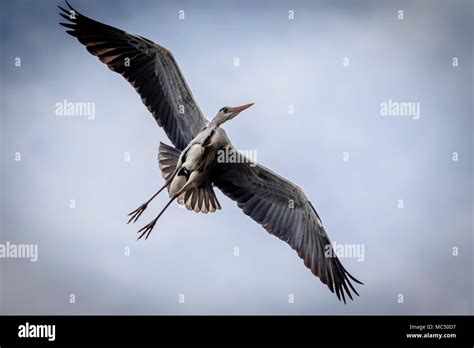 Flying great blue heron Stock Photo - Alamy