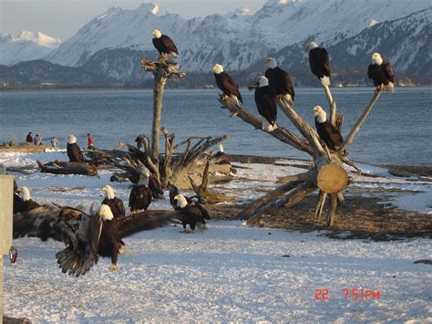 Eagles in Homer, Alaska very cool!! | Alaska wildlife, Alaskan wildlife, Homer alaska