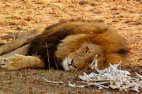 Lion-bones - Africa Geographic